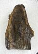 Triceratops Shed Tooth - Montana #20548-1